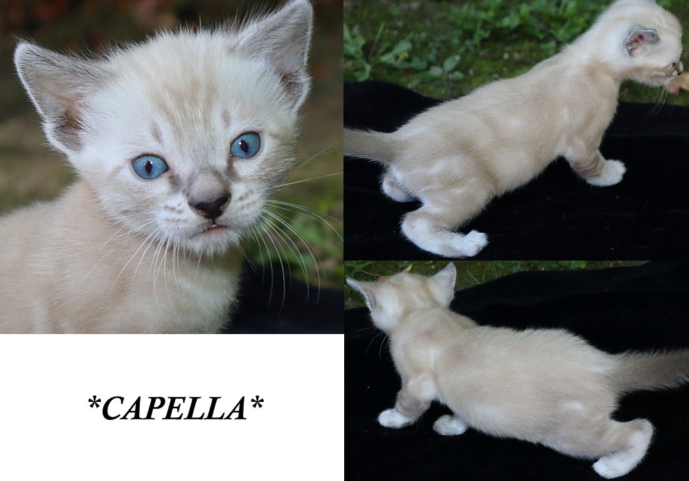 Capella 4 Weeks