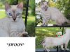 Swoon – Silver Seal Lynx Point (Snow) Male Bengal Kitten