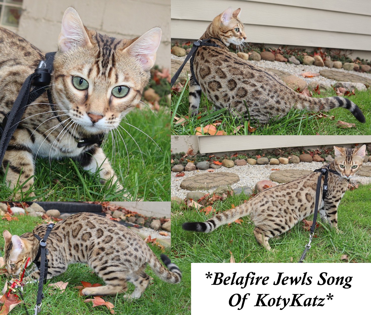 Belafire Jewls Song Of KotyKatz - KotyKatz Bengals