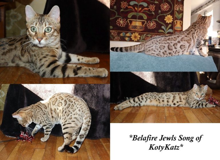 Belafire Jewls Song of KotyKatz 11 Months