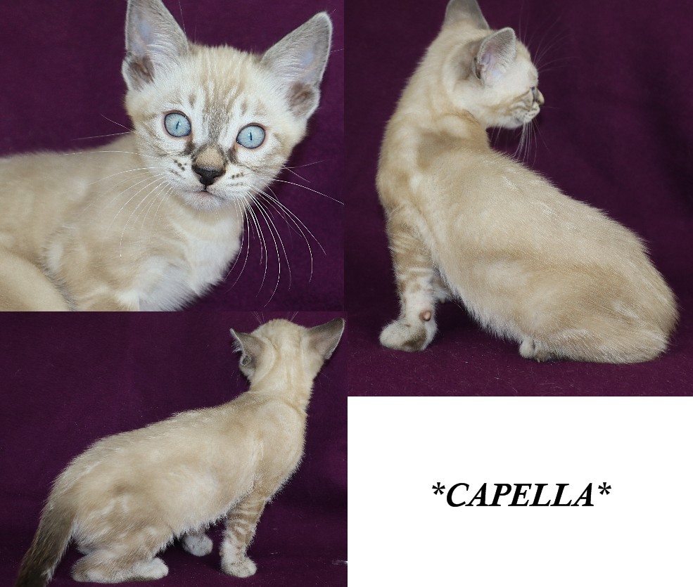 Capella 8 Weeks