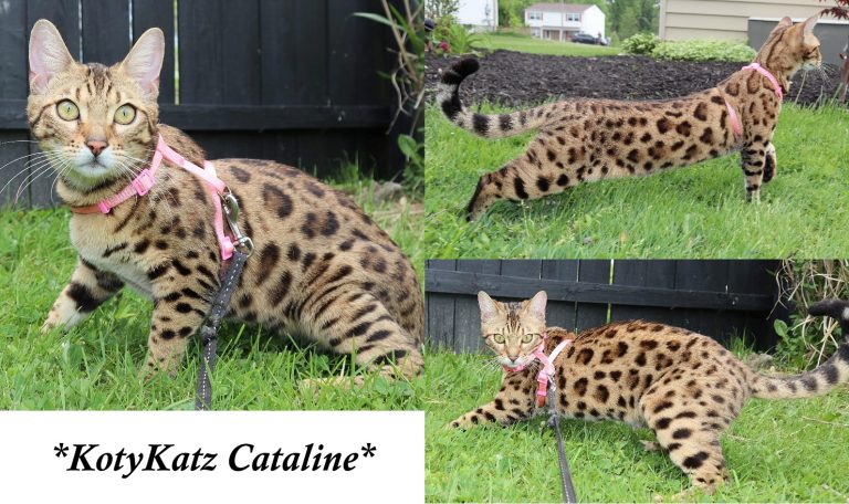 Cataline 8 Months