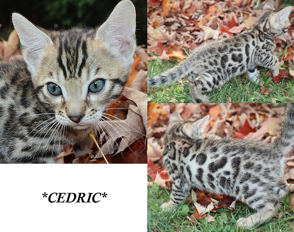 Cedric 5 Weeks