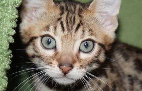 Cutest Bengal Kittens