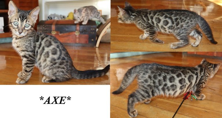 Axe 10 Weeks