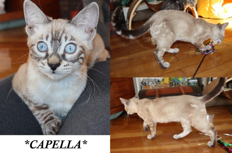 Capella 16 Weeks