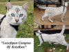 LotsOfSpots Compton of KotyKatz