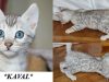 Kaval – Silver Rosetted Male Bengal Kitten