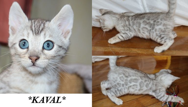 Kaval 6 Weeks