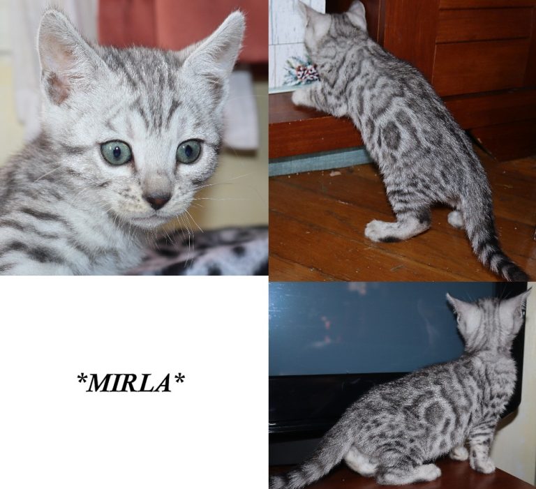 Mirla 6 Weeks