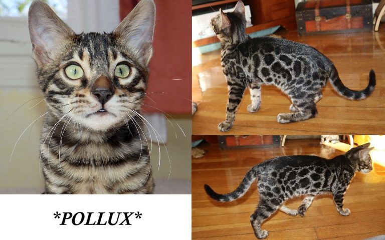 Pollux 16 Weeks
