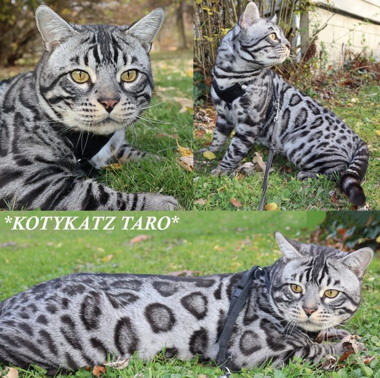Taro