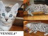 Venella – Silver Rosetted Female Bengal Kitten