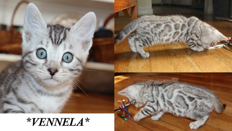 Vennela 6 Weeks