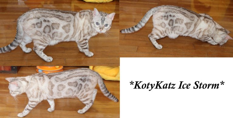 KotyKatz Ice Storm