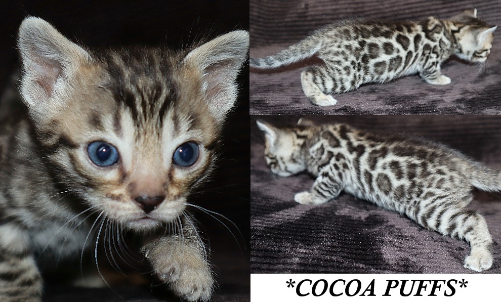 Cocoa Puffs 4 Weeks
