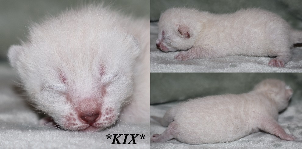 Kix 1 Week