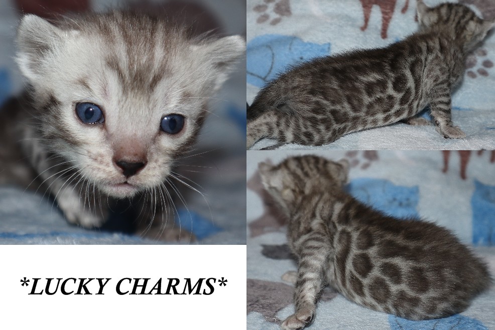 Lucky Charms 3 Weeks