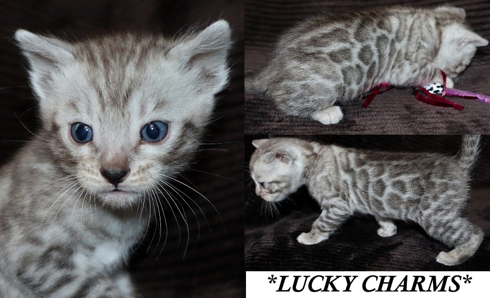 Lucky Charms 4 Weeks