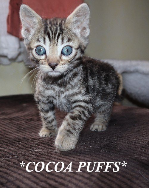 Cocoa Puffs 6 Weeks