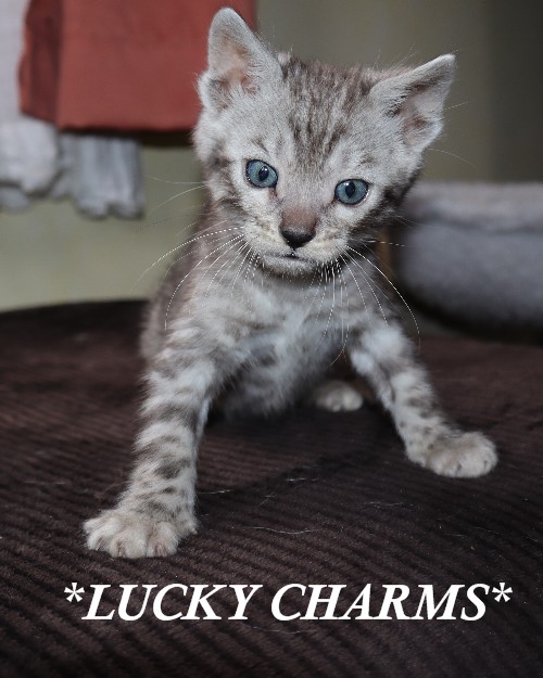Lucky Charms 6 Weeks