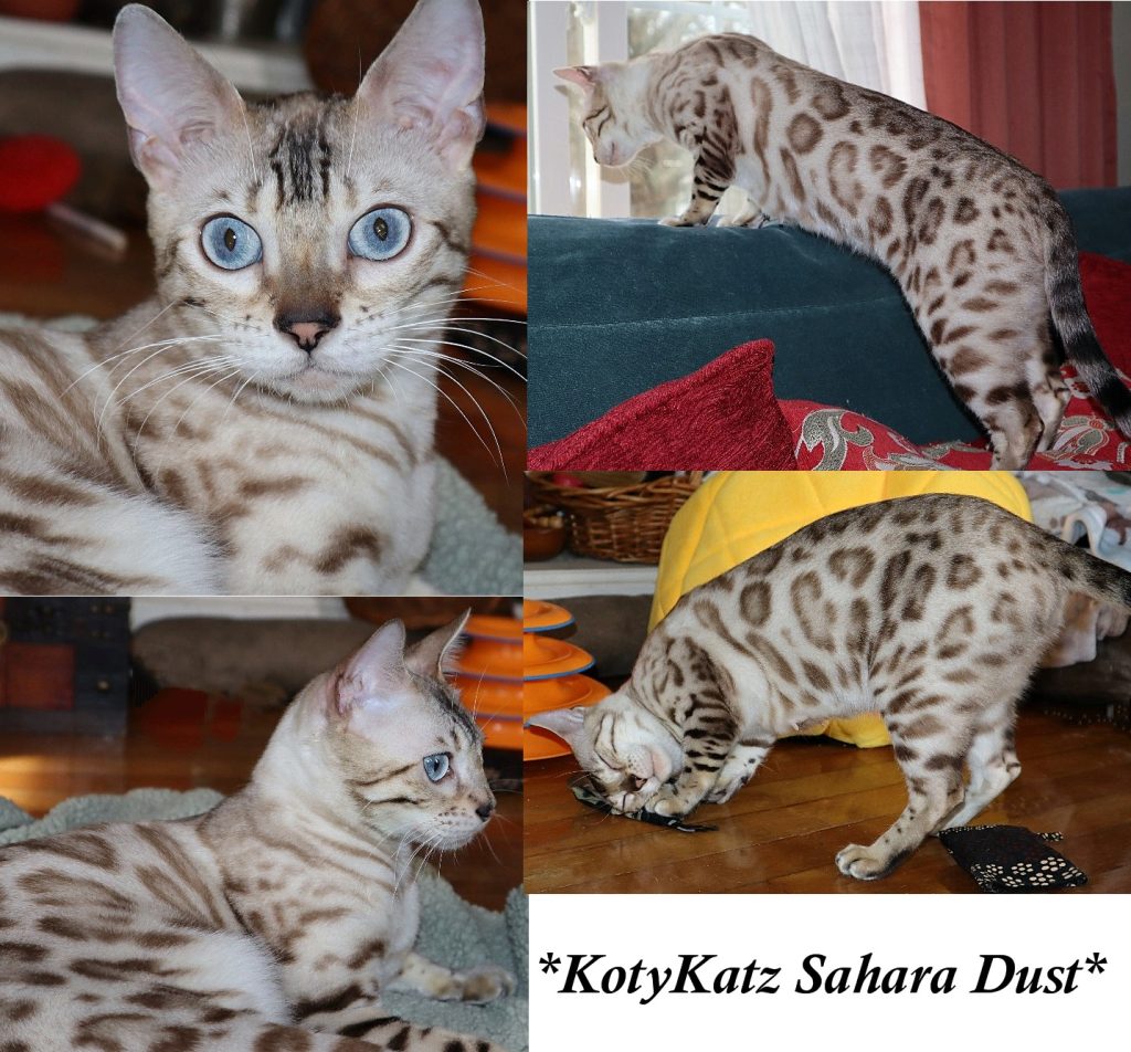 Sahara Dust 2 Years