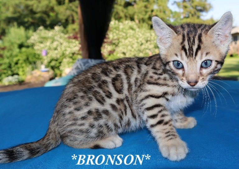 Bronson 6 Weeks