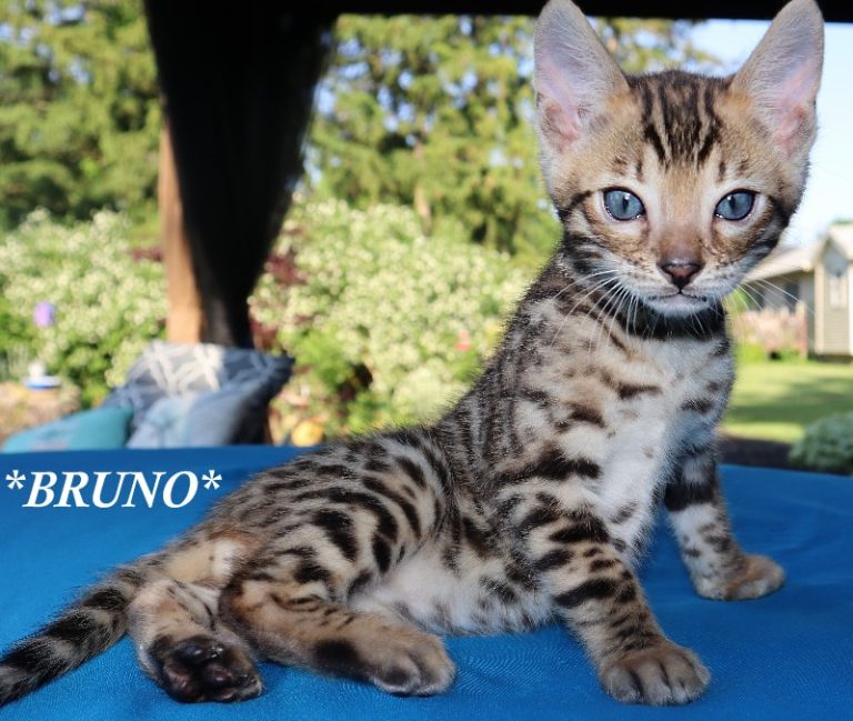 Bruno 6 Weeks
