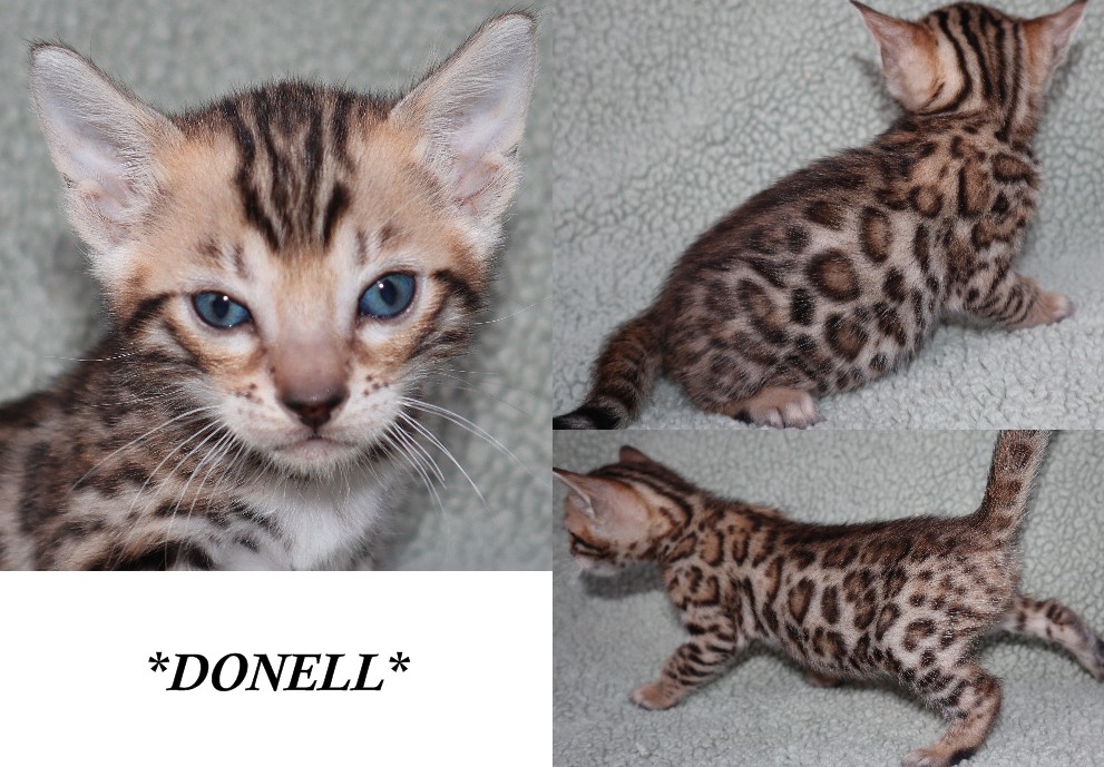 Donell 4 Weeks