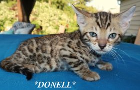 Donell 6 Weeks