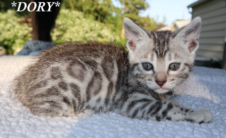 Dory 6 Weeks