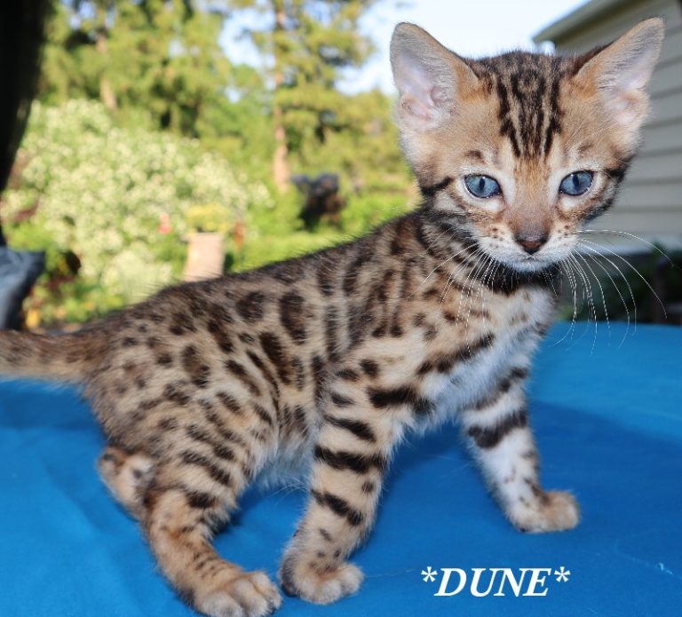 Dune 6 Weeks