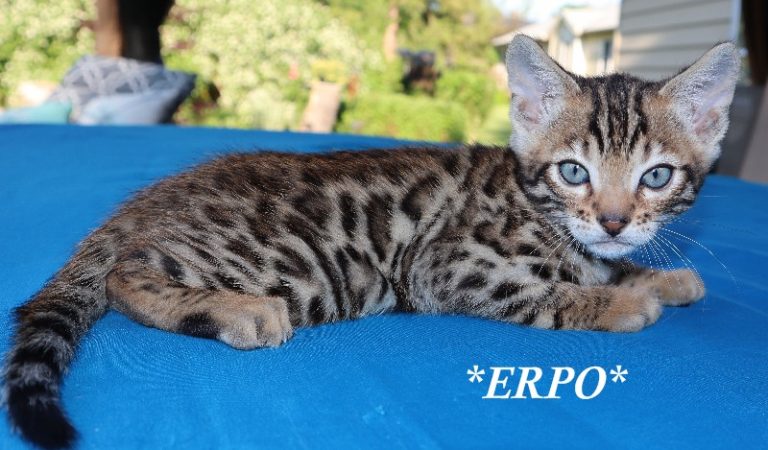 Erpo 6 Weeks