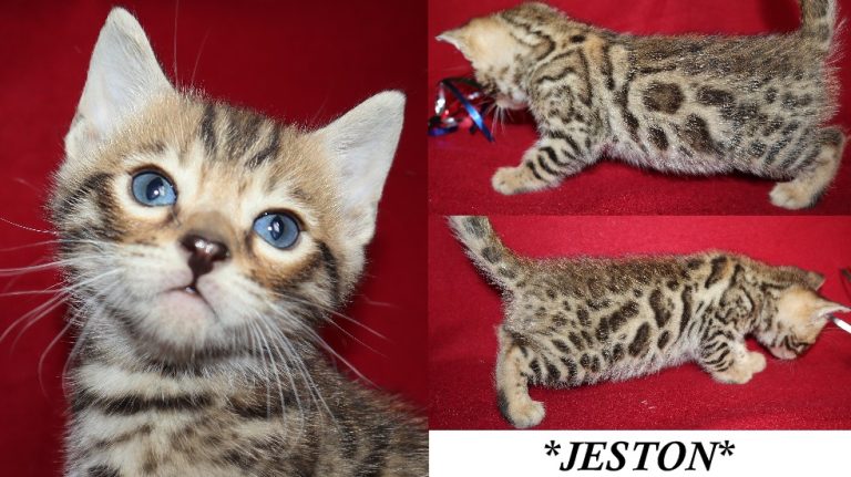 Jeston 5 Weeks