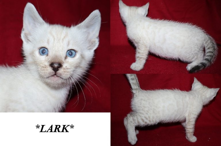 Lark 5 Weeks