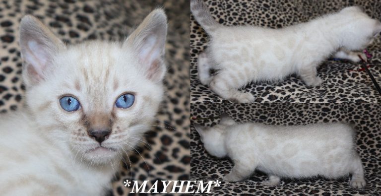 Mayhem 6 Weeks