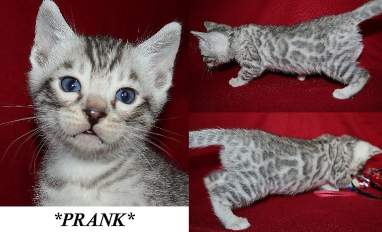 Prank 5 Weeks