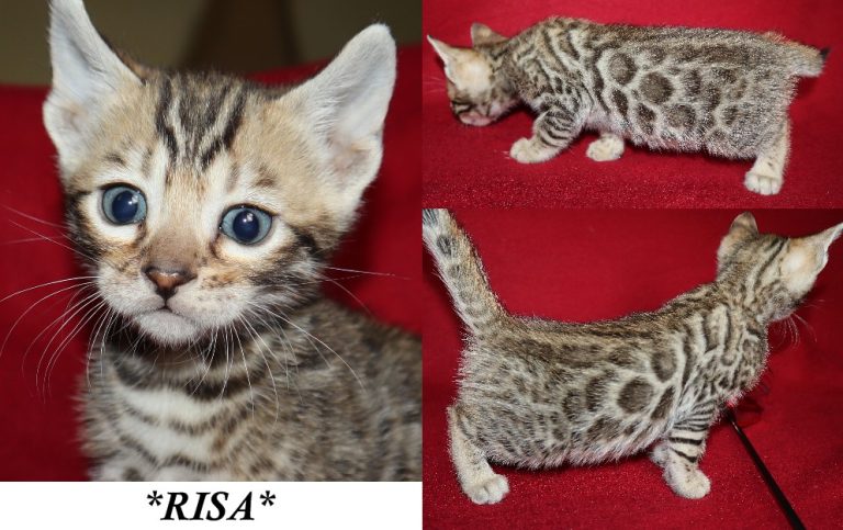 Risa 5 Weeks