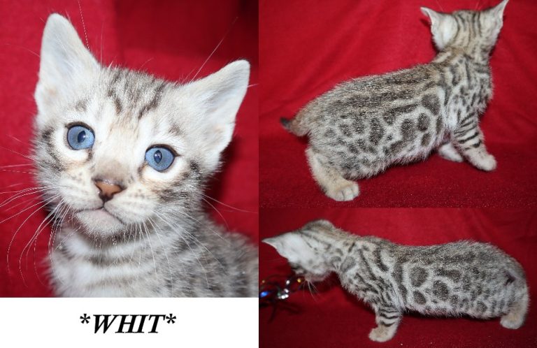 Whit 5 Weeks