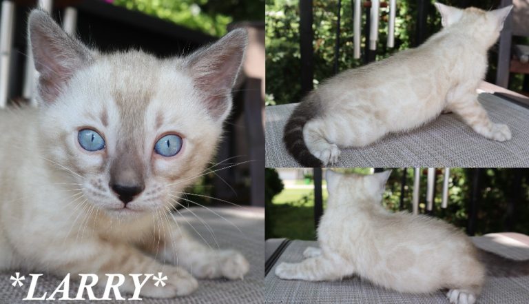 Larry 6 Weeks
