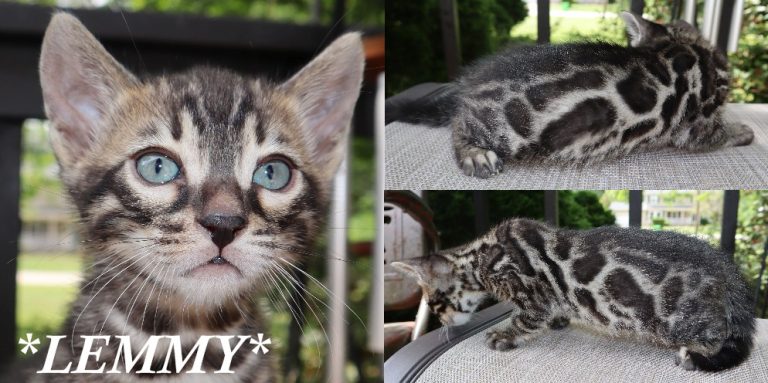 Lemmy 6 Weeks