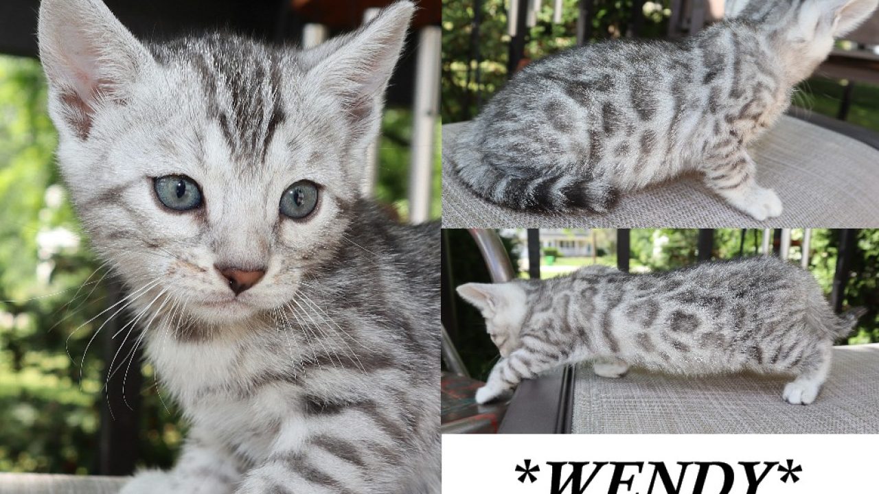kittenです Wendy-6-Weeks-1280x720.jpg
