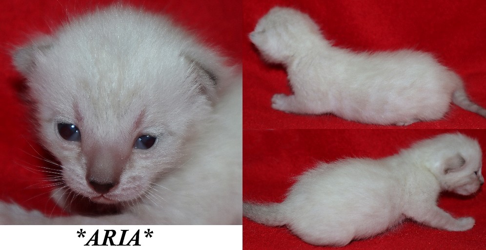 Aria 2 Weeks