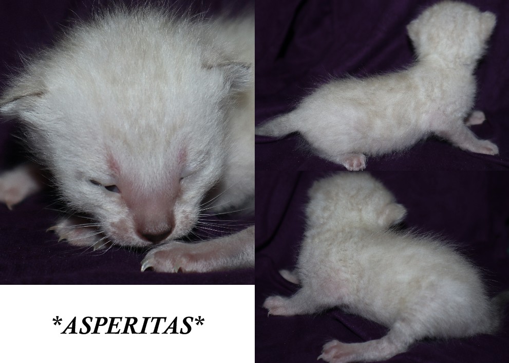 Asperitas 2 Weeks