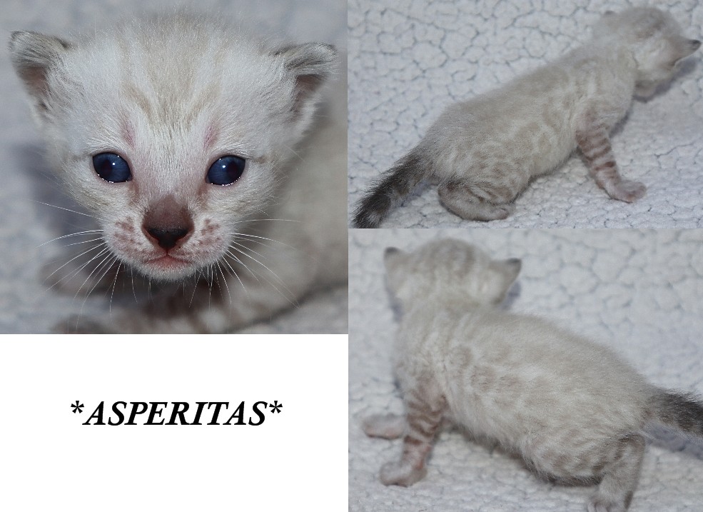 Asperitas 3 Weeks