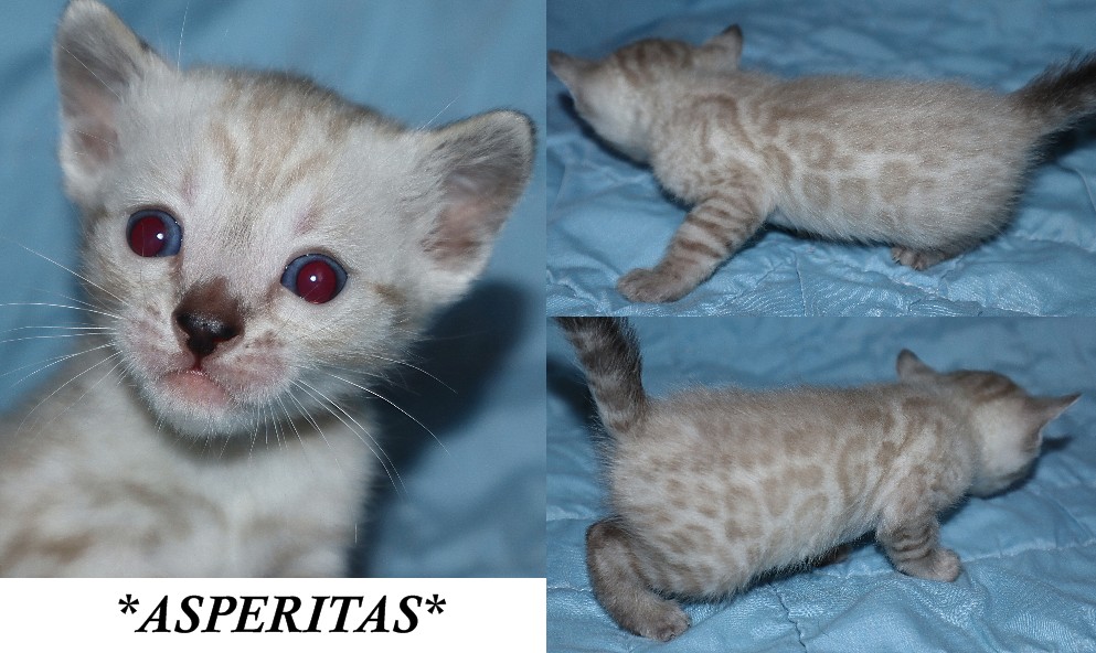 Asperitas 4 Weeks