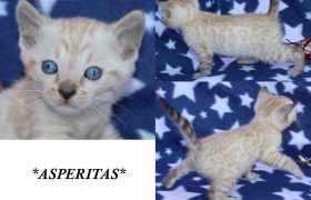 Asperitas 5 Weeks