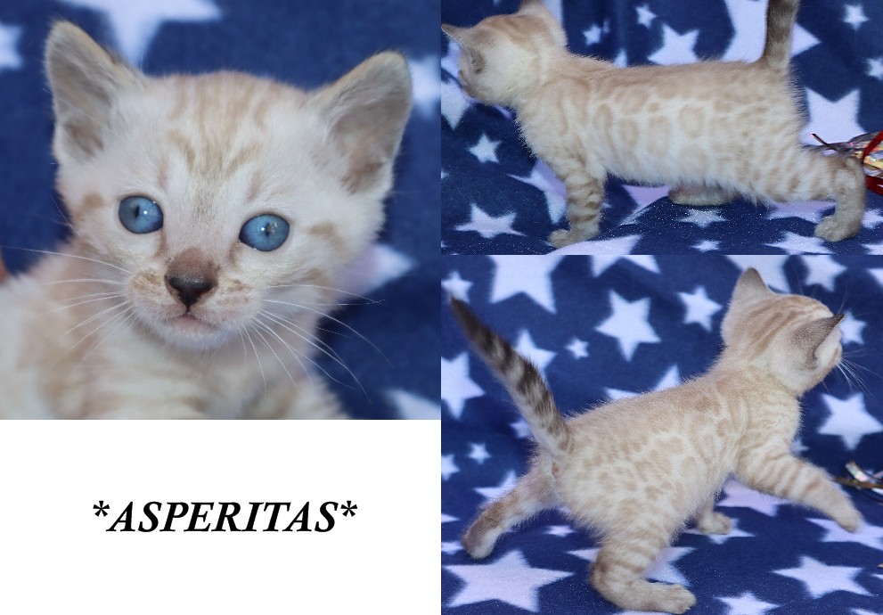 Asperitas 5 Weeks