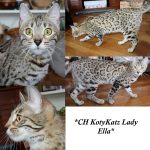 CH KotyKatz Lady Ella
