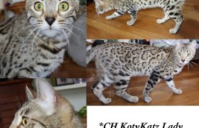 CH KotyKatz Lady Ella